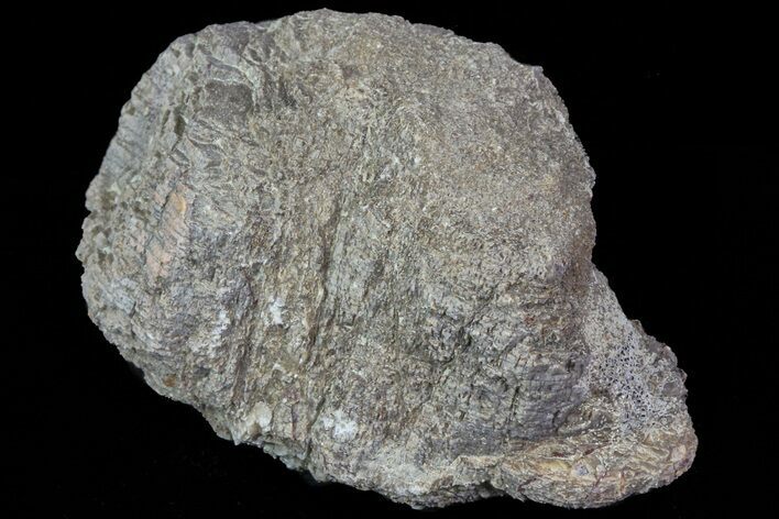 Hadrosaur (Maiasaura) Bone Fragment - Montana #71325